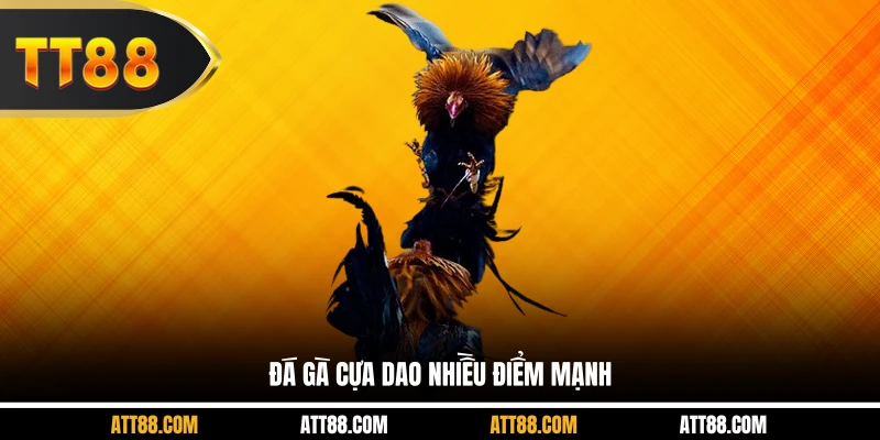 Đá gà cựa dao nhiều điểm mạnh